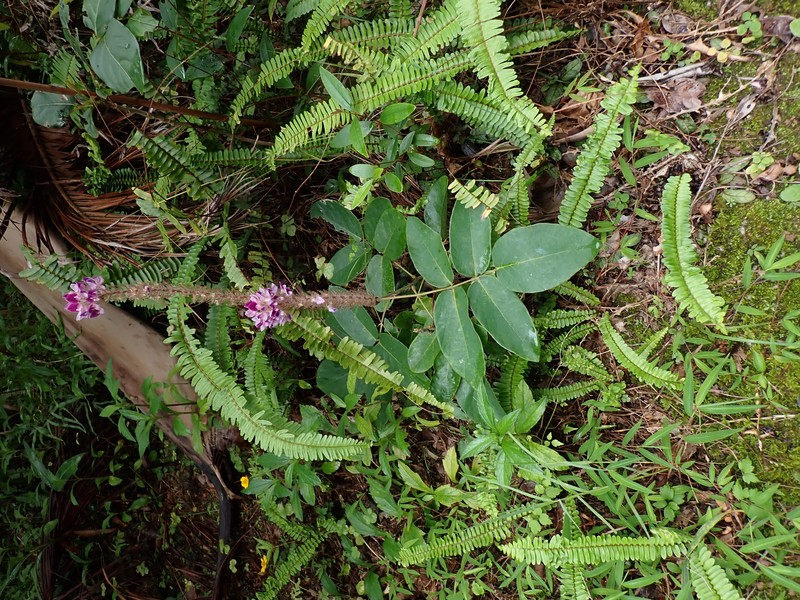 Asian Foxtail photo 4