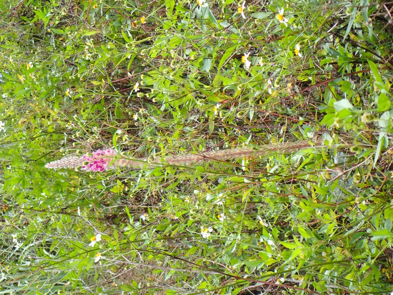 Asian Foxtail photo 5