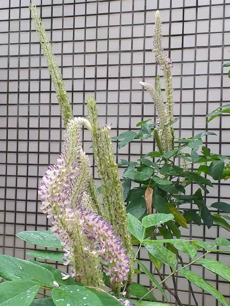 Asian Foxtail photo 6