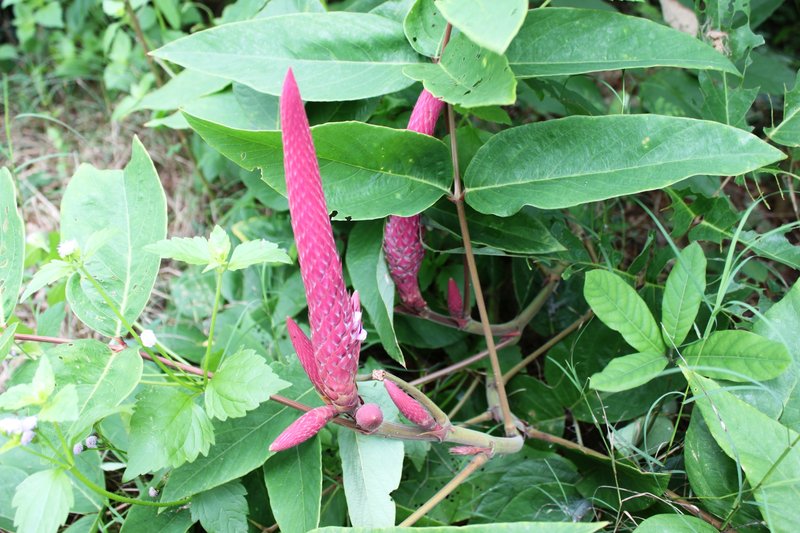 Asian Foxtail photo 7