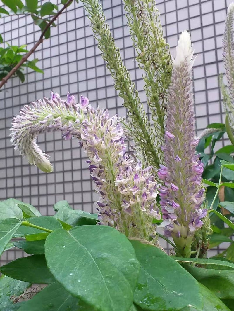 Asian Foxtail photo 8