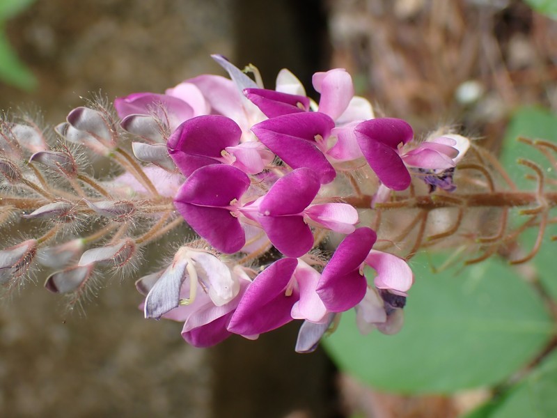 Asian Foxtail photo 2