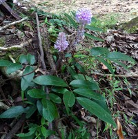 Asian Foxtail