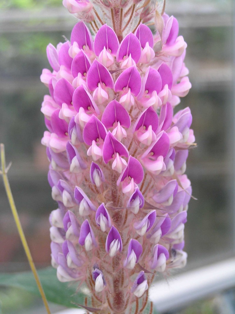 Asian Foxtail photo 3