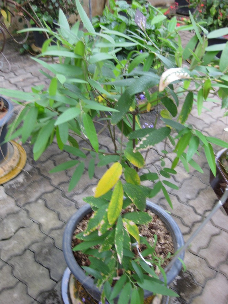 Uraria oblonga
