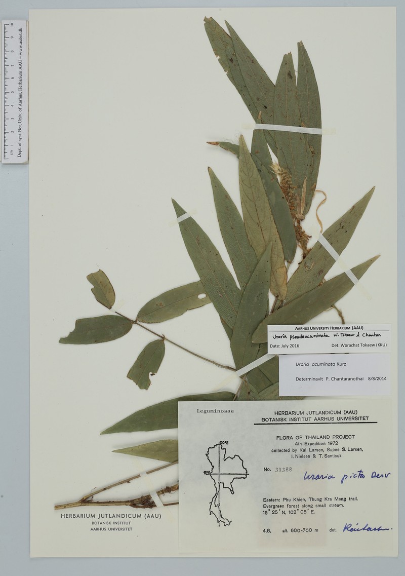 Uraria pseudoacuminata