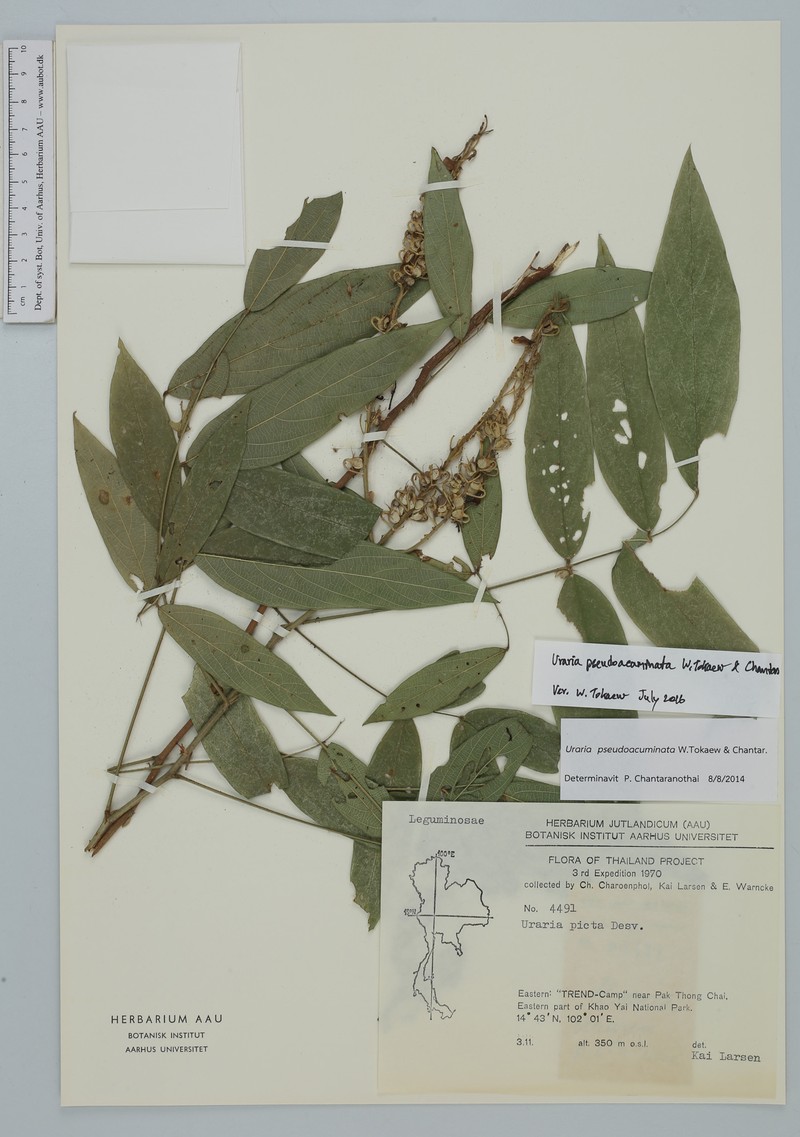 Uraria pseudoacuminata photo 2