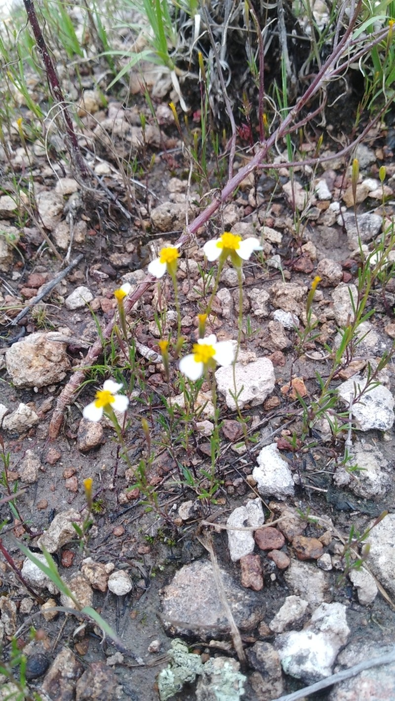 Urbinella palmeri