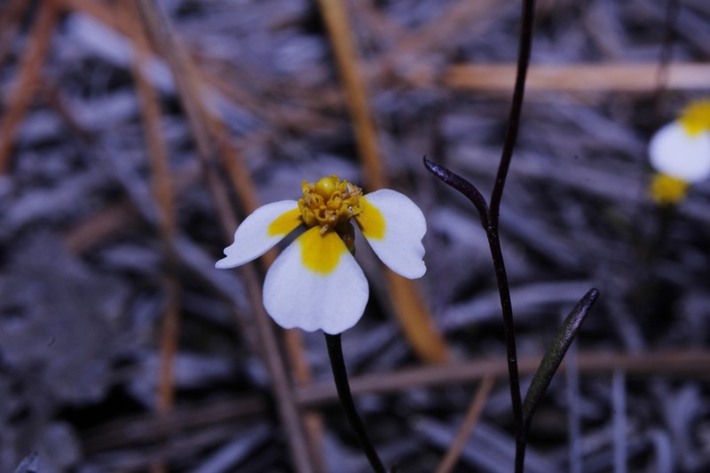 Urbinella palmeri photo 2