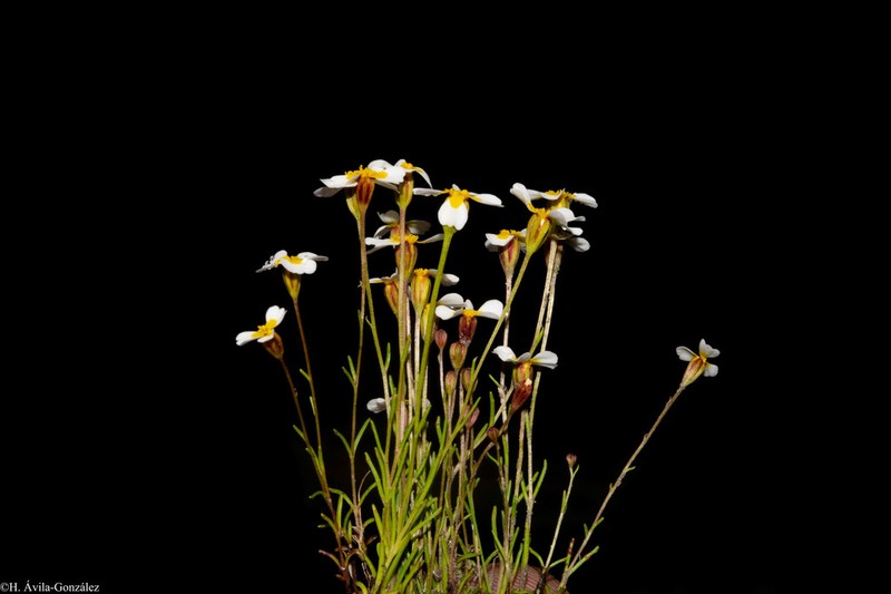 Urbinella palmeri photo 3