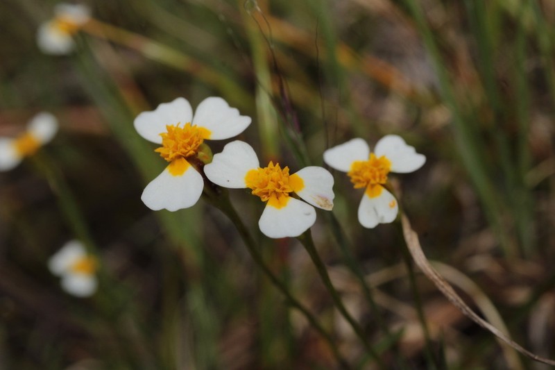 Urbinella palmeri photo 4