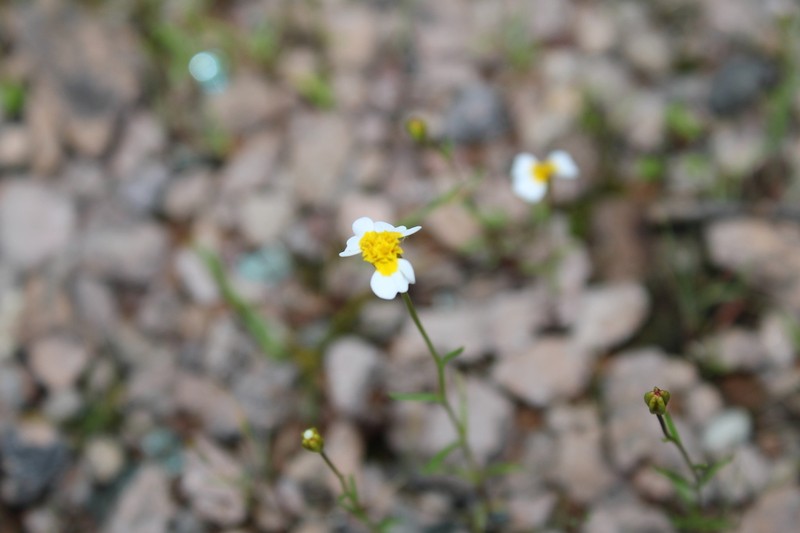 Urbinella palmeri photo 5