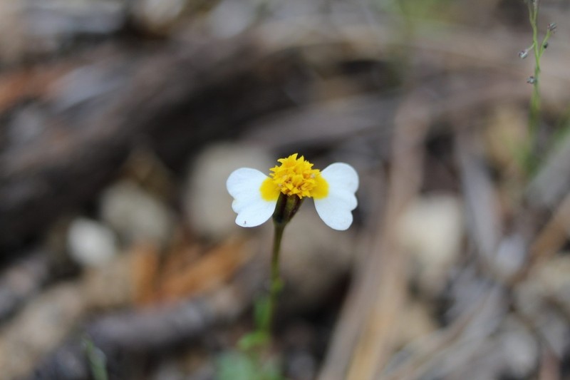 Urbinella palmeri photo 6