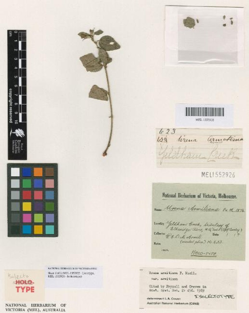 Urena armitiana var. armitiana