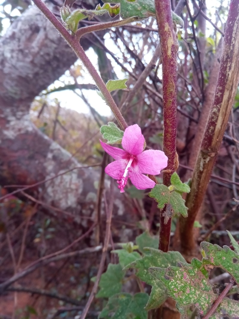 Caesarweed photo 3