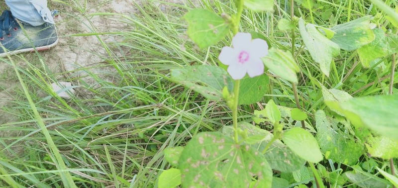 Caesarweed photo 4