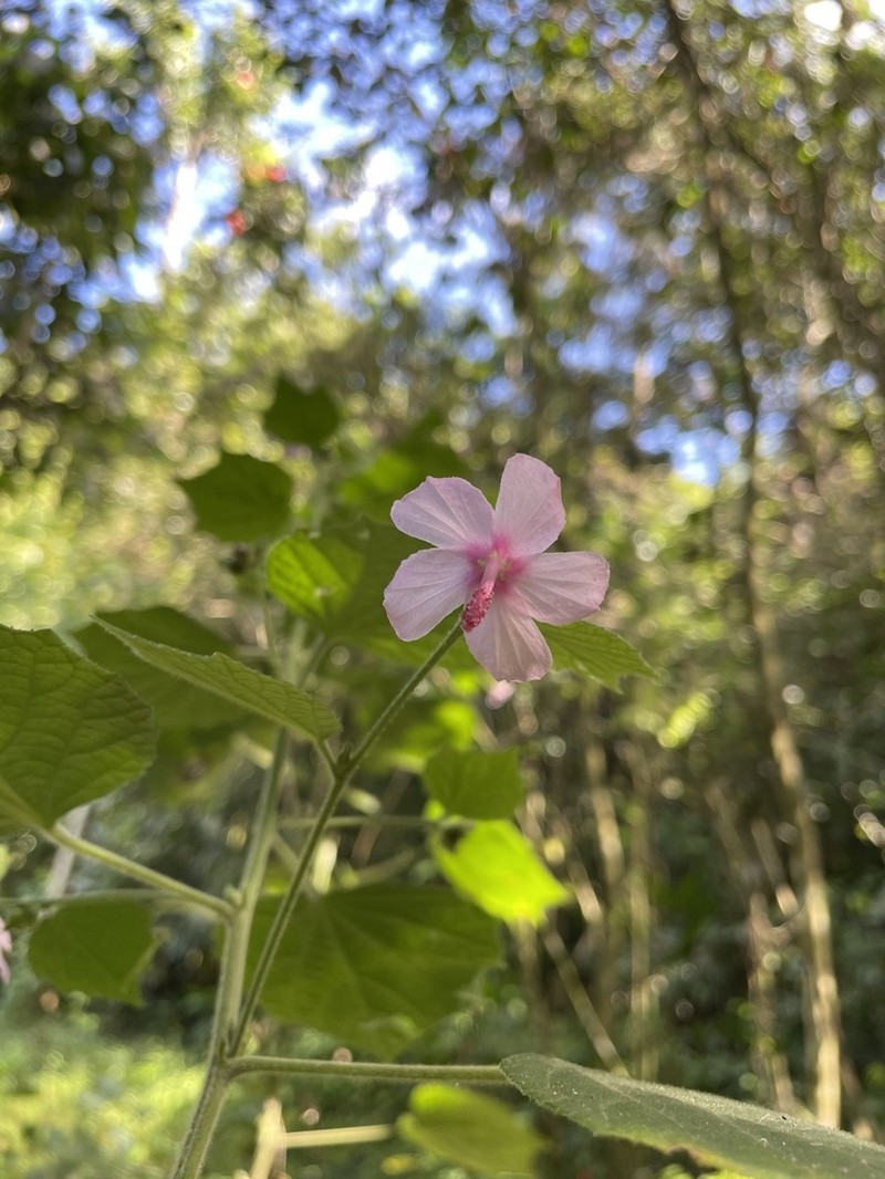 Caesarweed photo 5