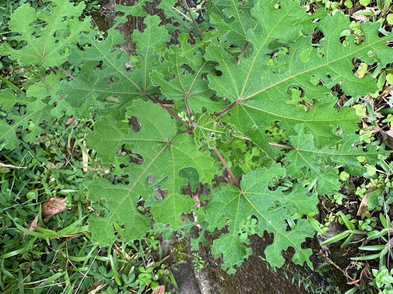 Caesarweed photo 6