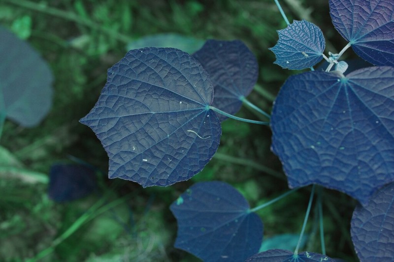 Caesarweed photo 7