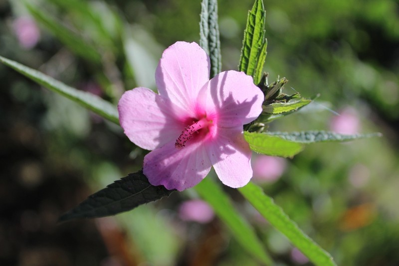 Caesarweed photo 8