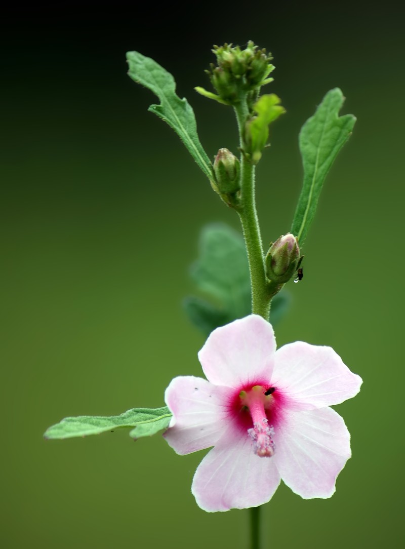 Caesarweed