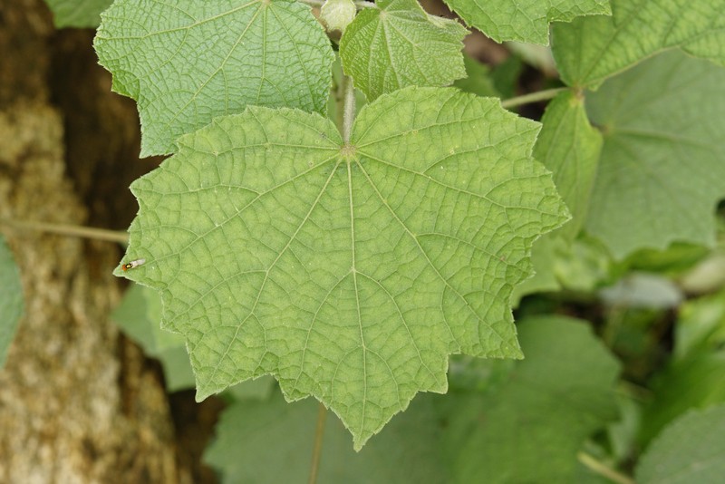 Caesarweed photo 5