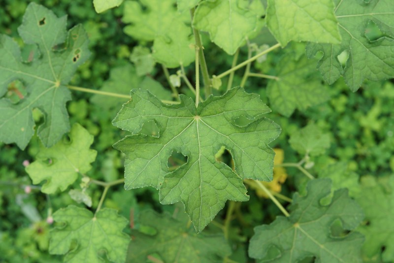 Caesarweed photo 2