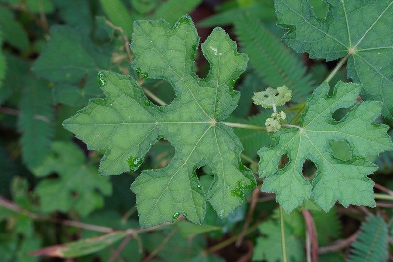 Caesarweed photo 3