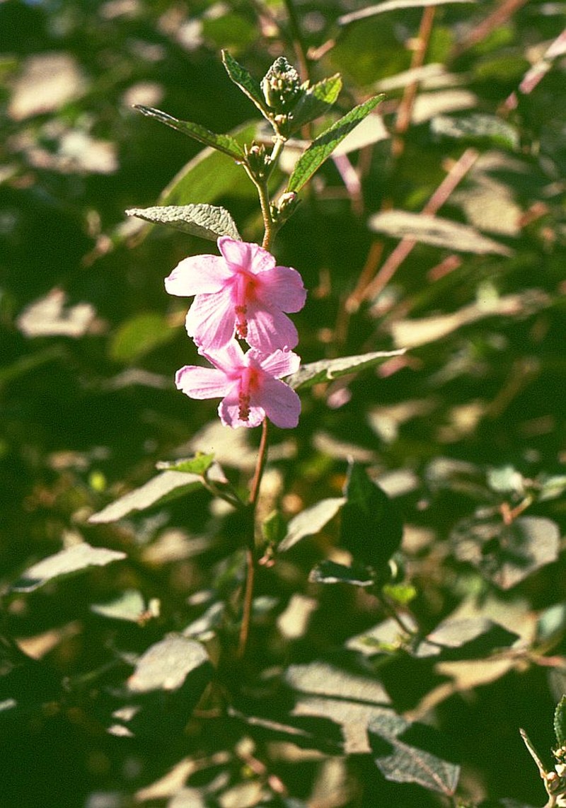 Caesarweed photo 4
