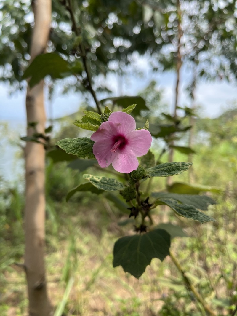 Urena lobata subsp. lobata