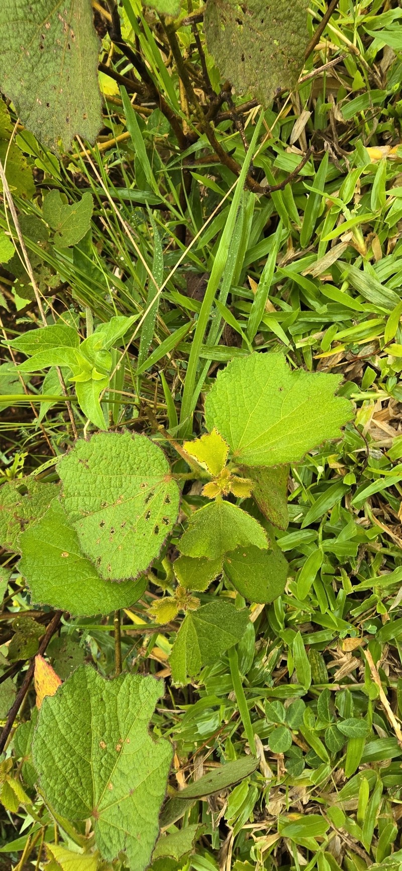 Urena lobata subsp. lobata photo 2