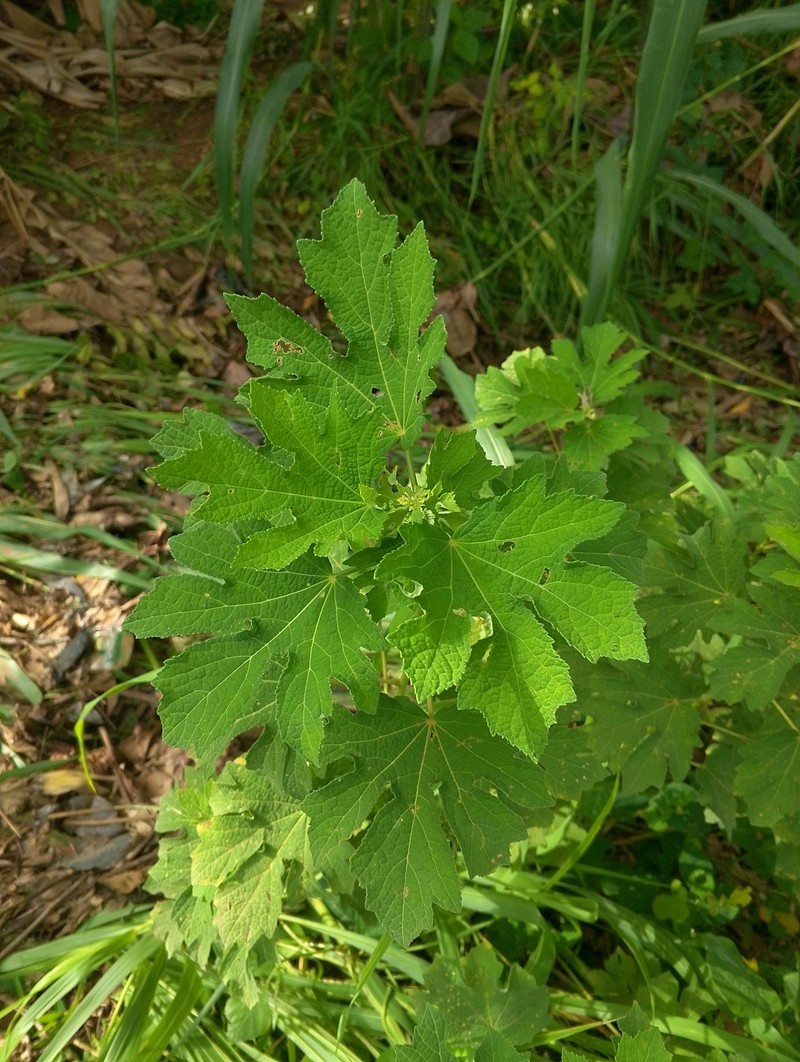 Urena lobata subsp. lobata photo 3