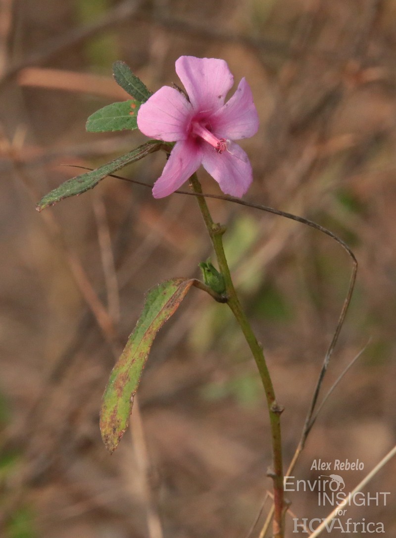 Urena lobata subsp. lobata photo 4