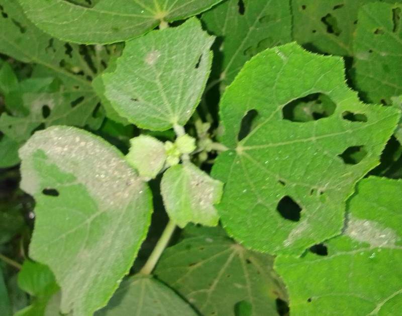 Bur Mallow photo 2