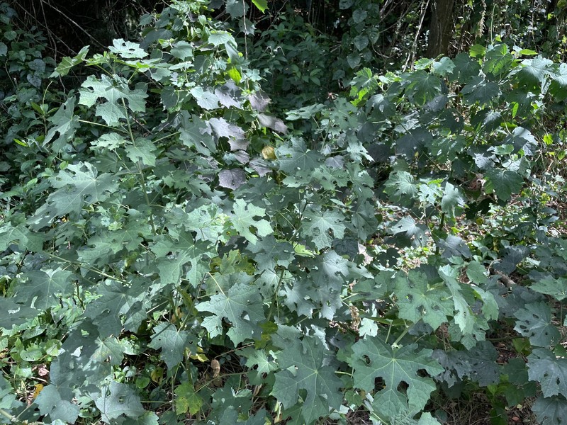 Bur Mallow photo 3