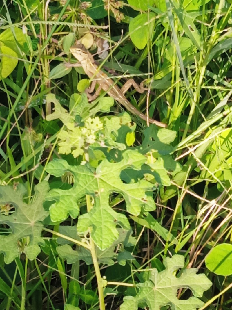 Bur Mallow photo 4
