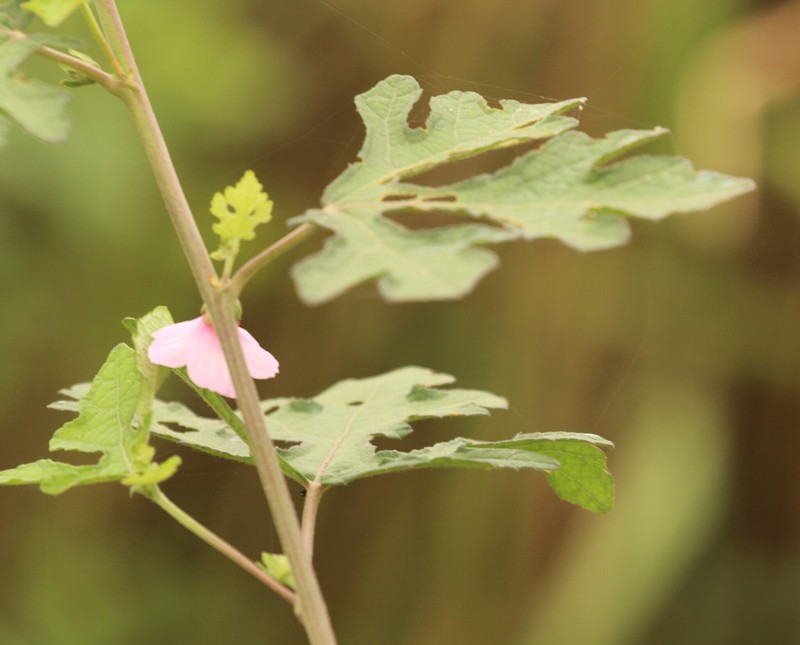 Bur Mallow photo 5
