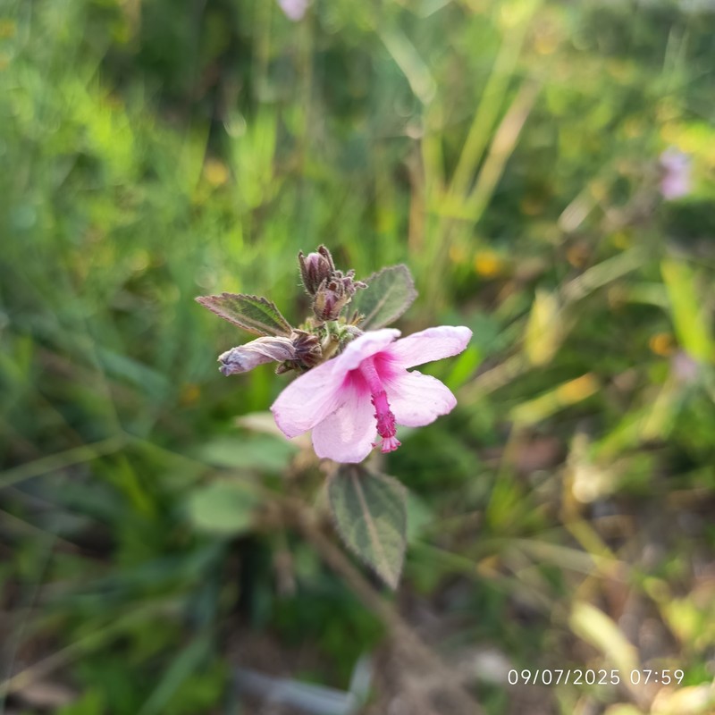 Bur Mallow photo 6