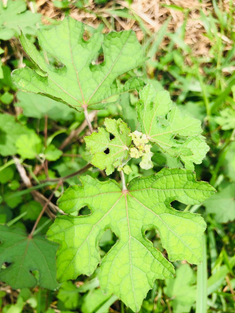 Bur Mallow photo 7
