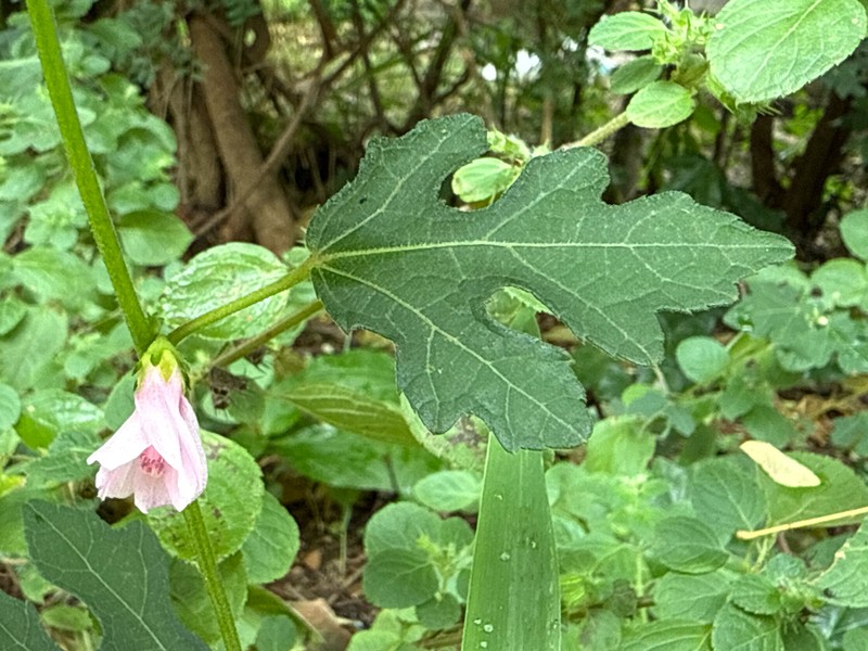 Bur Mallow photo 8