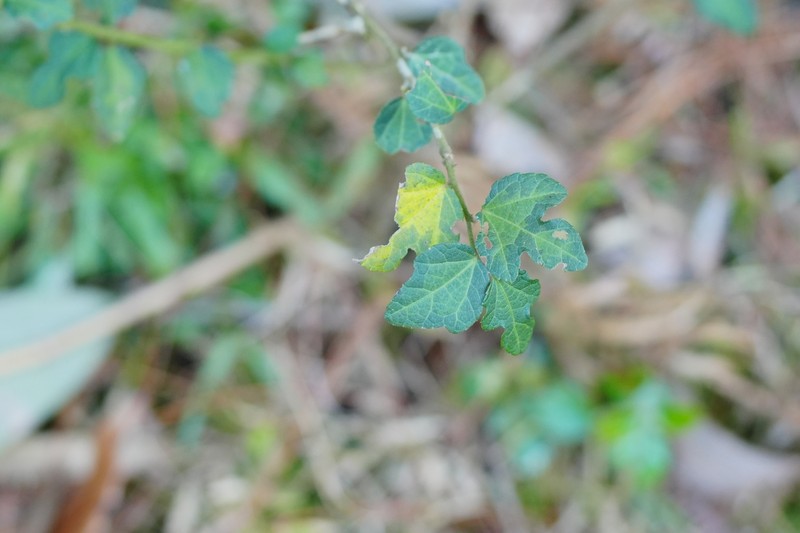 Urena procumbens var. procumbens