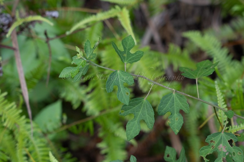 Urena procumbens var. procumbens photo 2