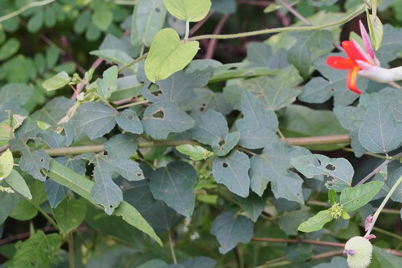 Urena procumbens var. procumbens photo 3