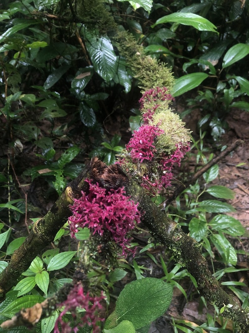 Scratchbush photo 4