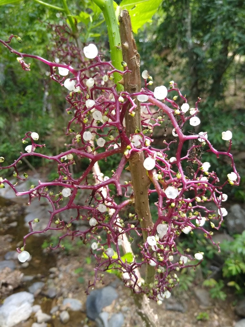 Scratchbush photo 5