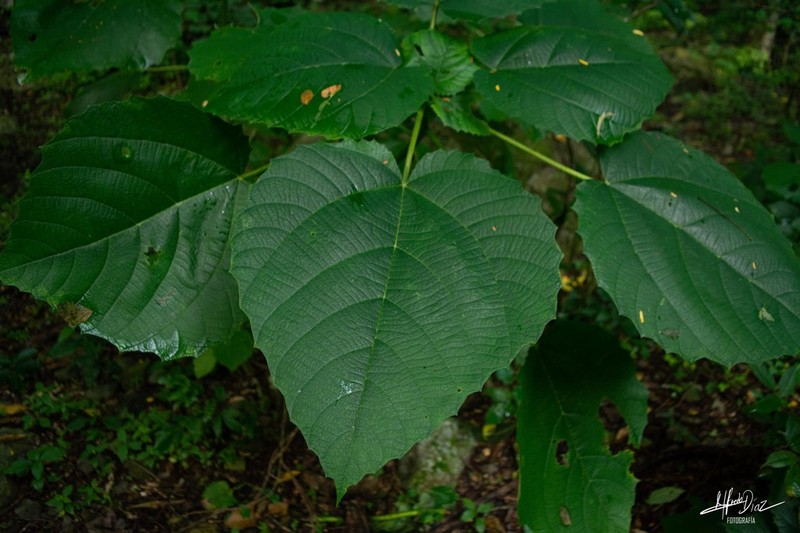 Scratchbush photo 7