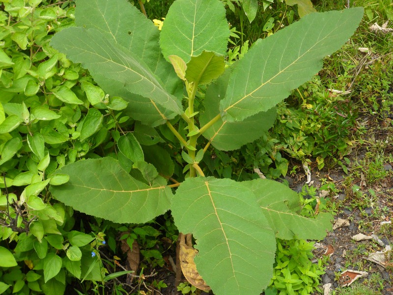 Scratchbush photo 4