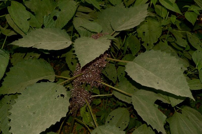 Scratchbush photo 5