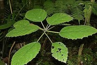 Scratchbush