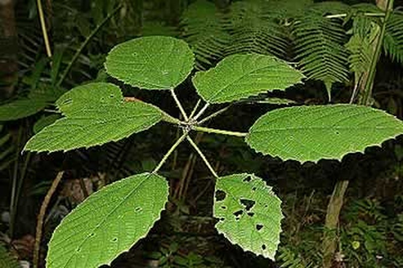 Scratchbush